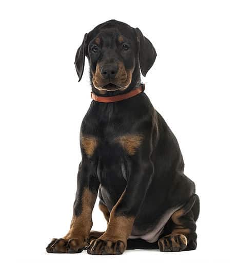 sample photo of Doberman Pinscher puppies for sale