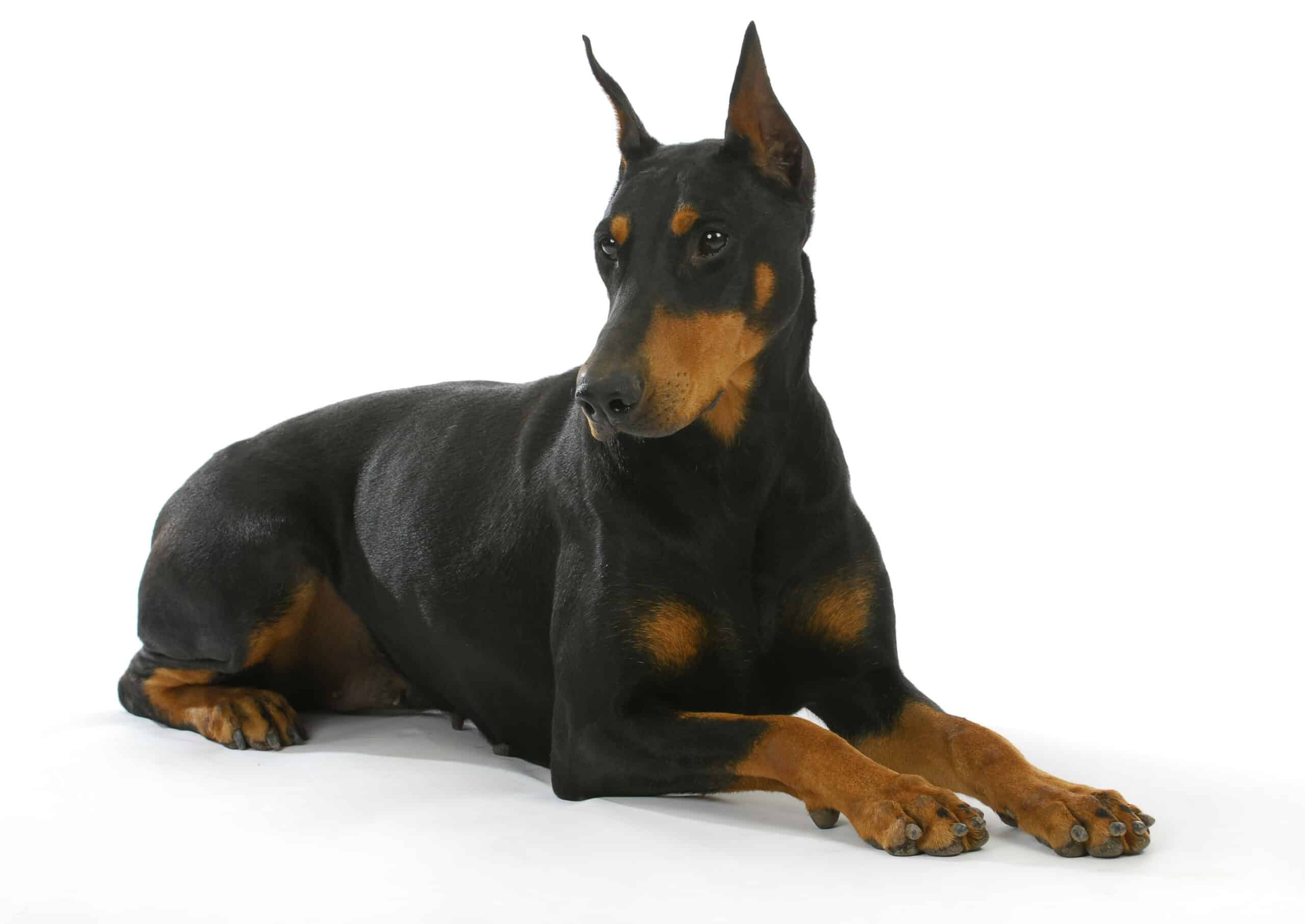 Doberman Pinscher puppies for sale