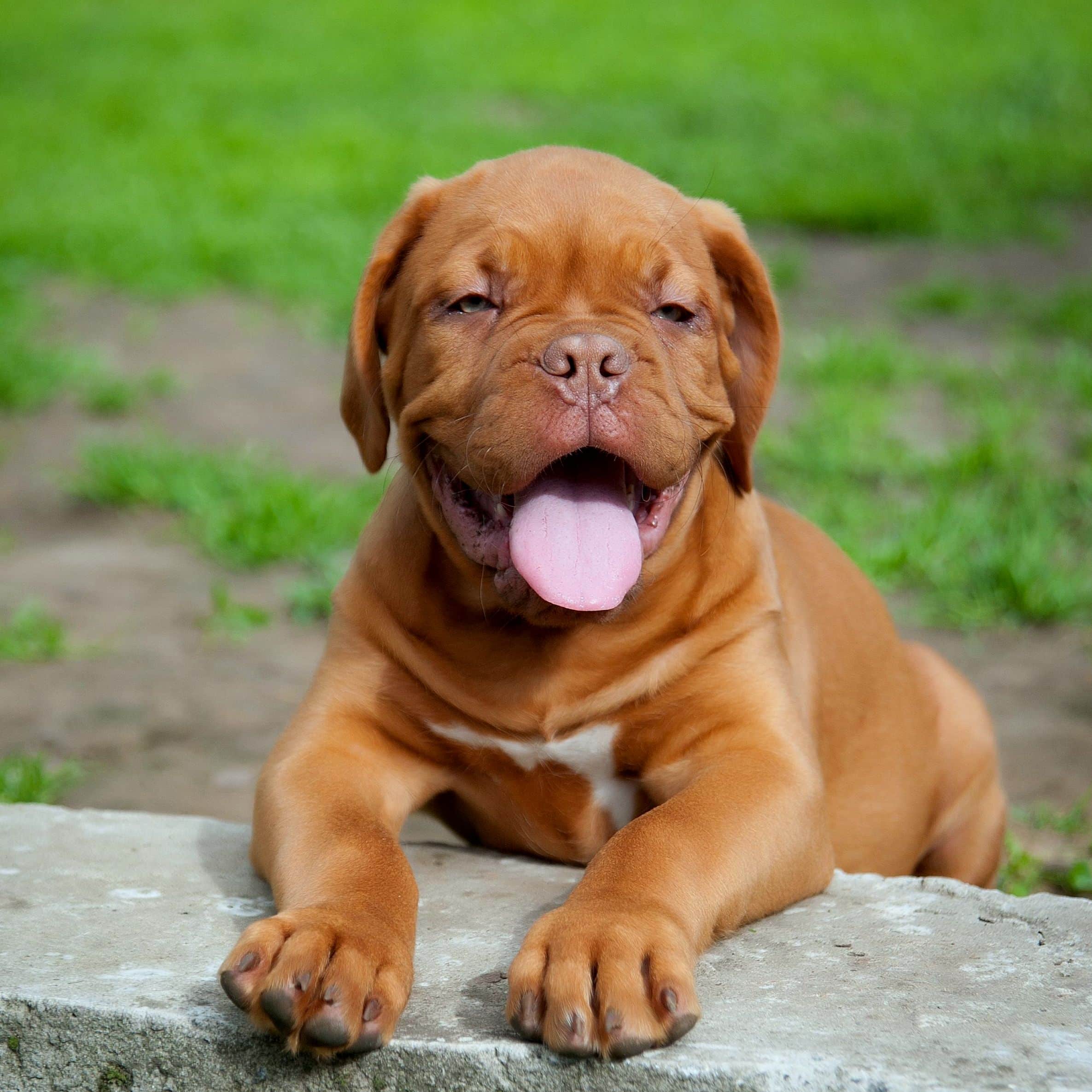 sample photo of Mastiff puppies for sale
