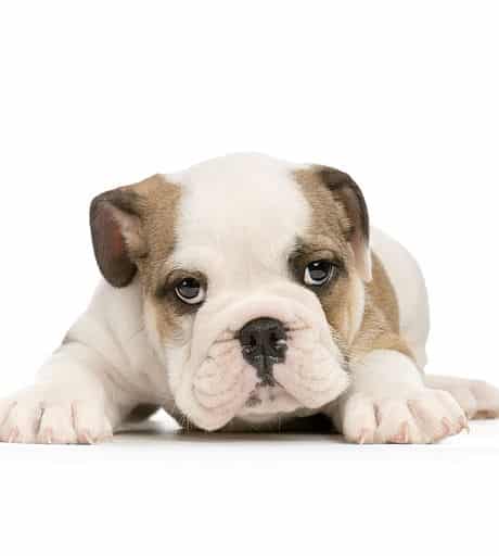 sample photo of English Bulldog puppies for sale