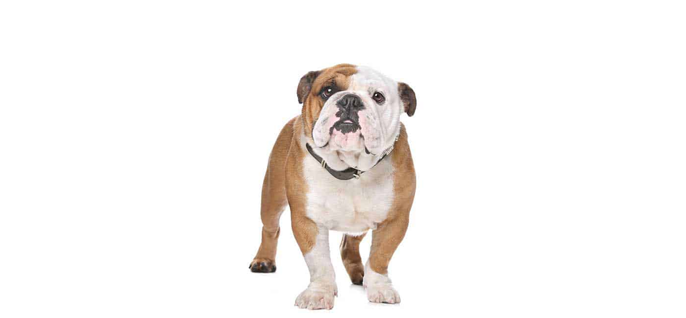 English Bulldog puppies for sale