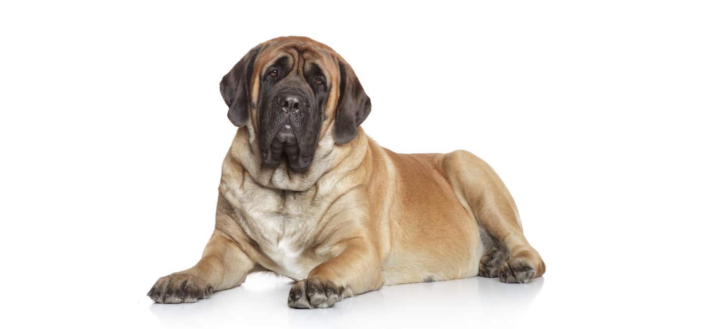 English Mastiff puppies for sale