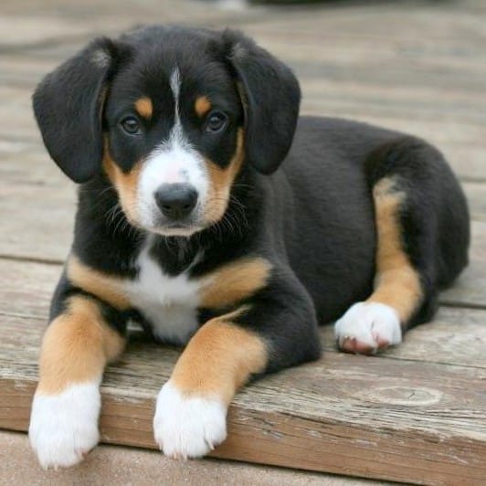 Entlebucher Mountain Dog puppies for sale
