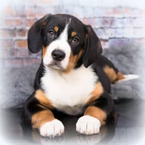 Entlebucher Mountain Dog