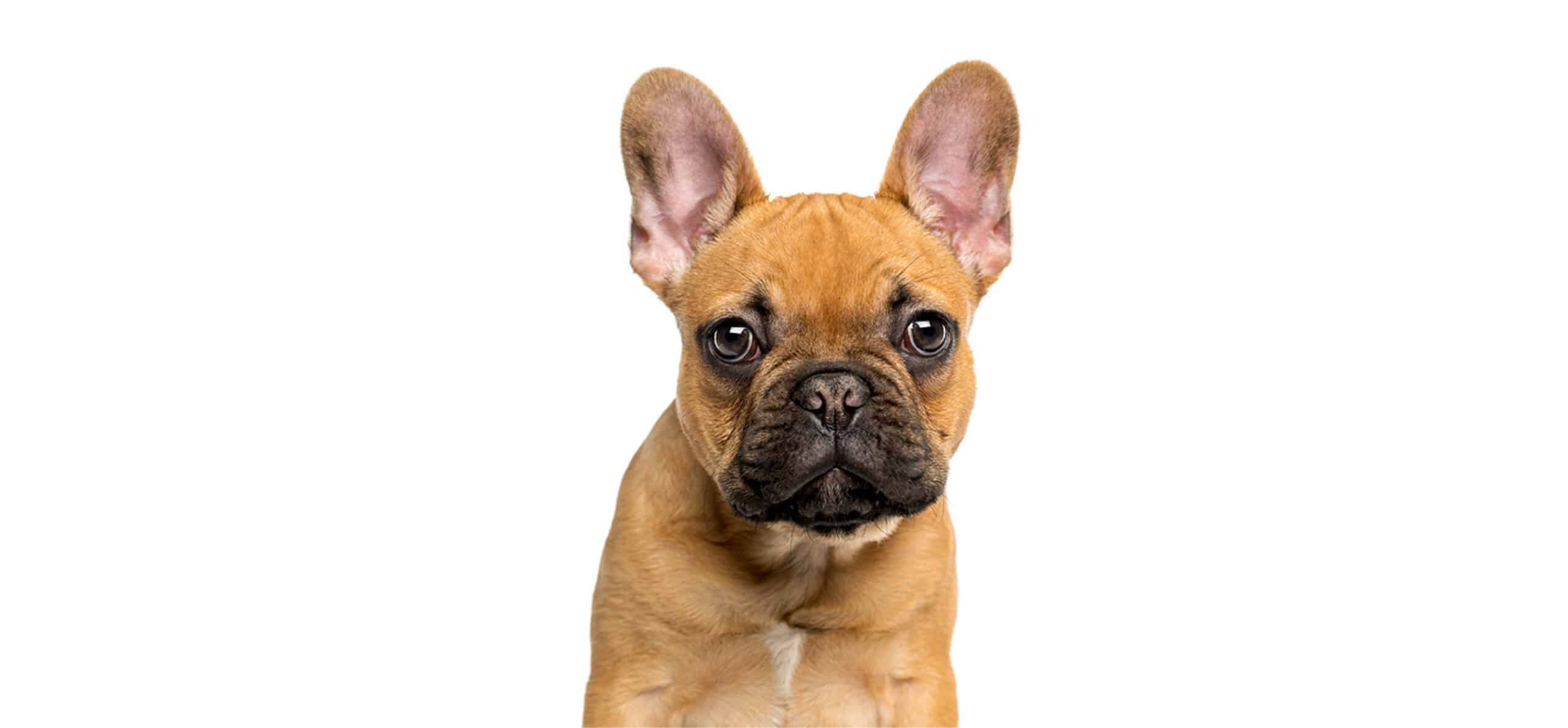 French Bulldog puppies for sale
