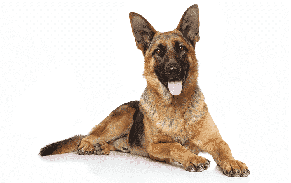 German Shepherd puppies for sale