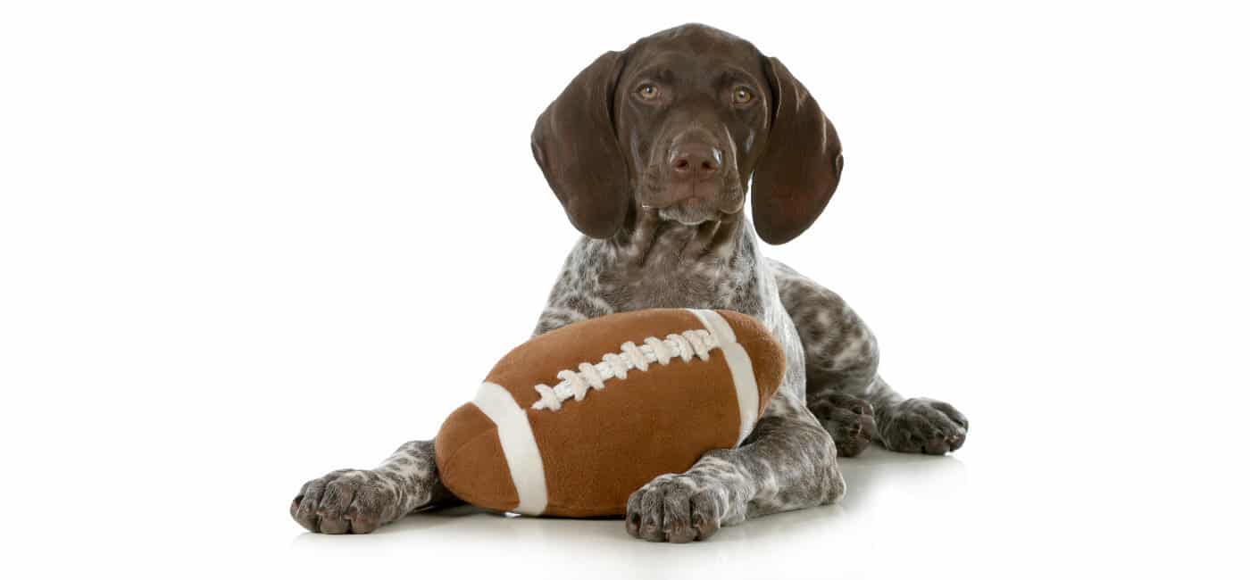 German Short-haired Pointer puppies for sale