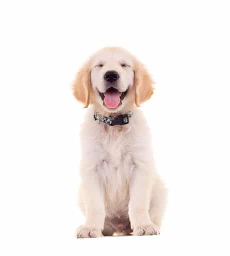 Goldador puppies for sale