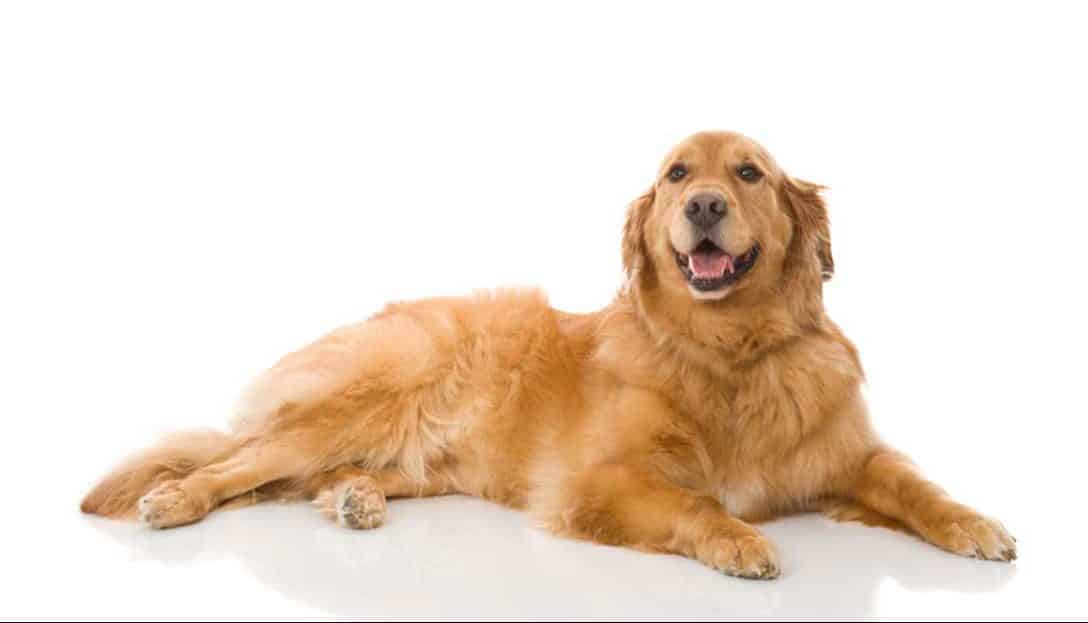 Golden Retriever puppies for sale