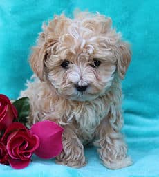 sample photo of Havapoo puppies for sale