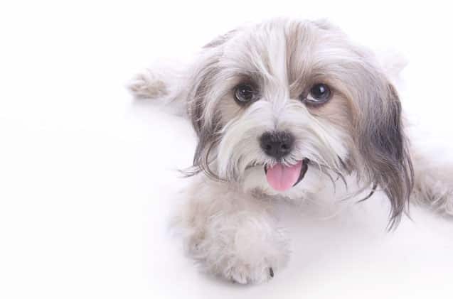 Havashu puppies for sale