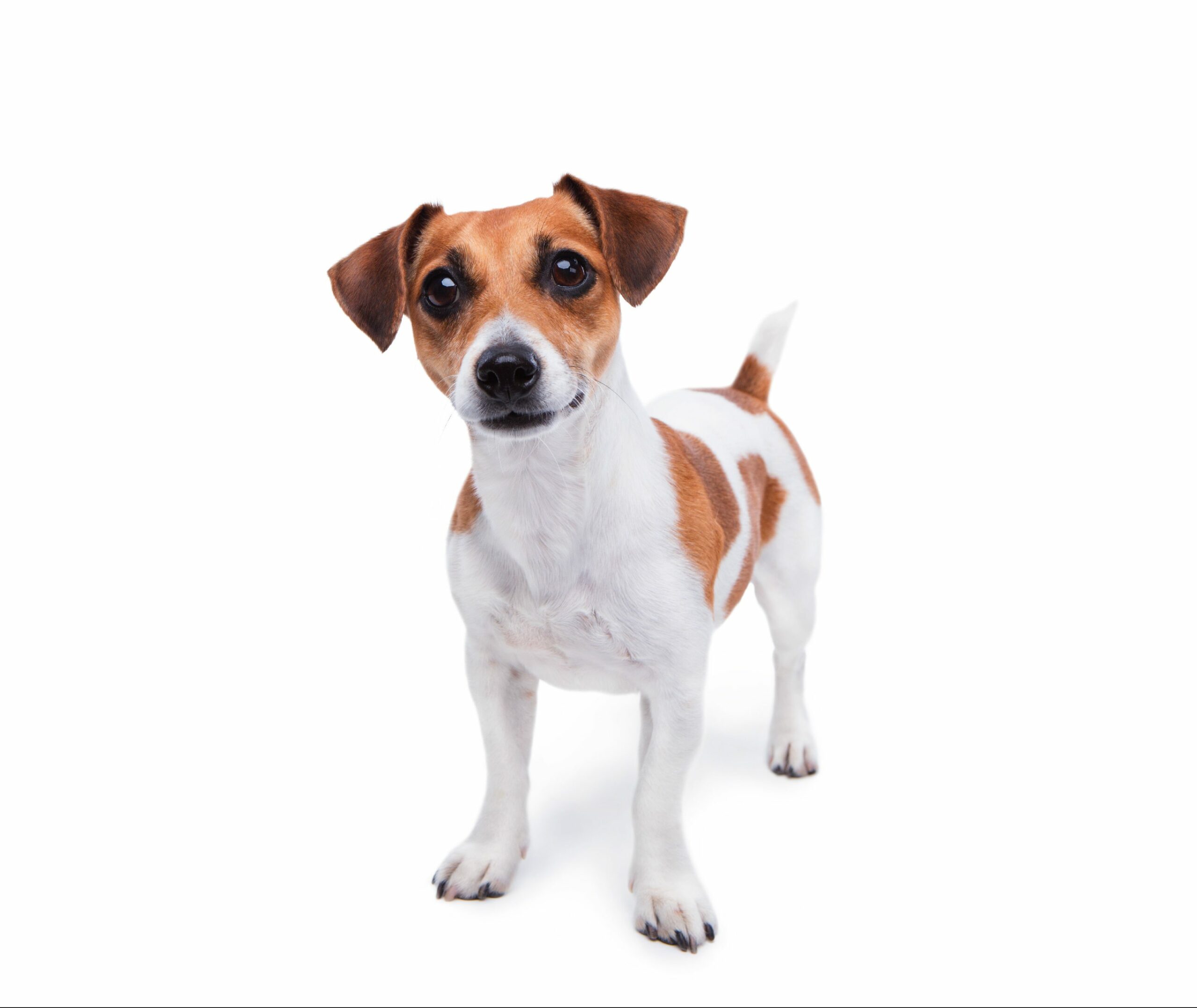 how much do jack russells sell for