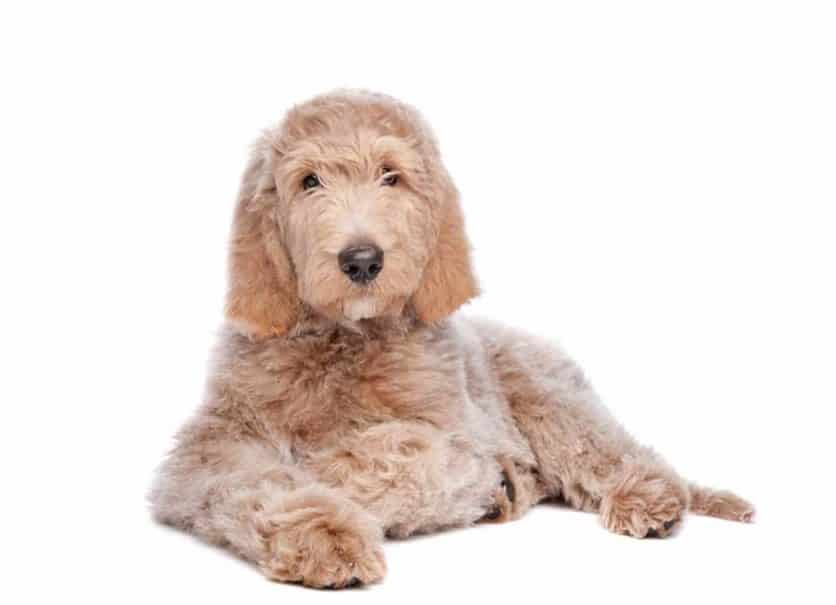 Labradoodle puppies for sale