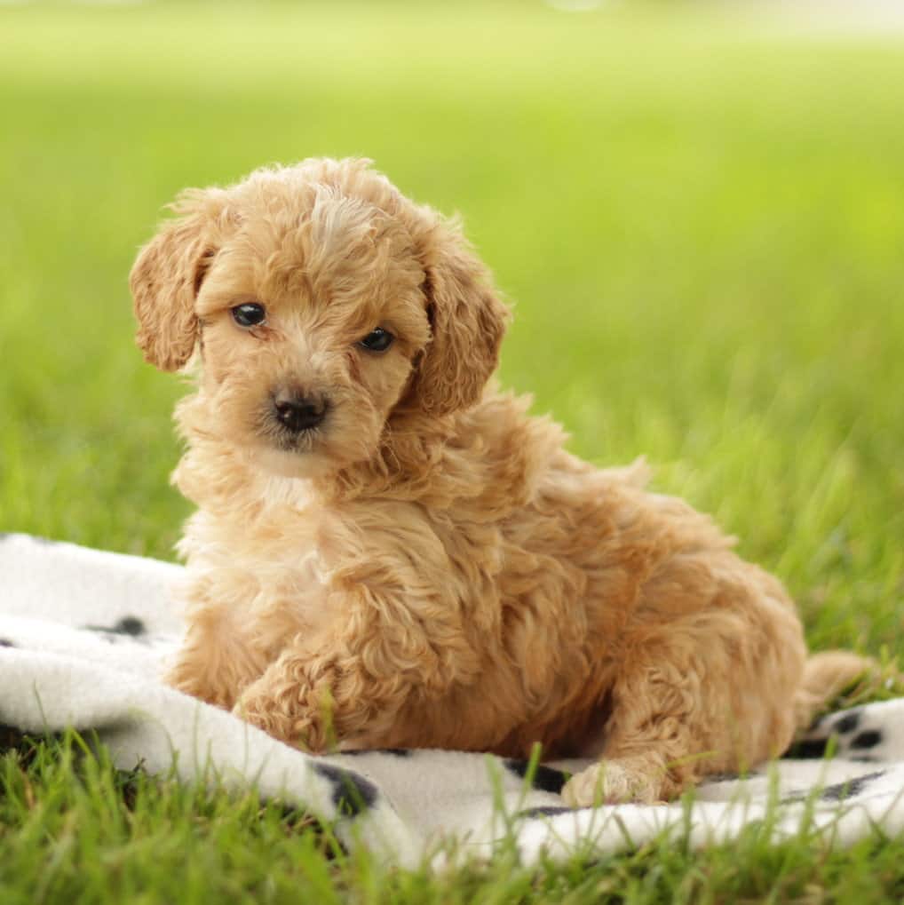 Maltipoo puppies for sale