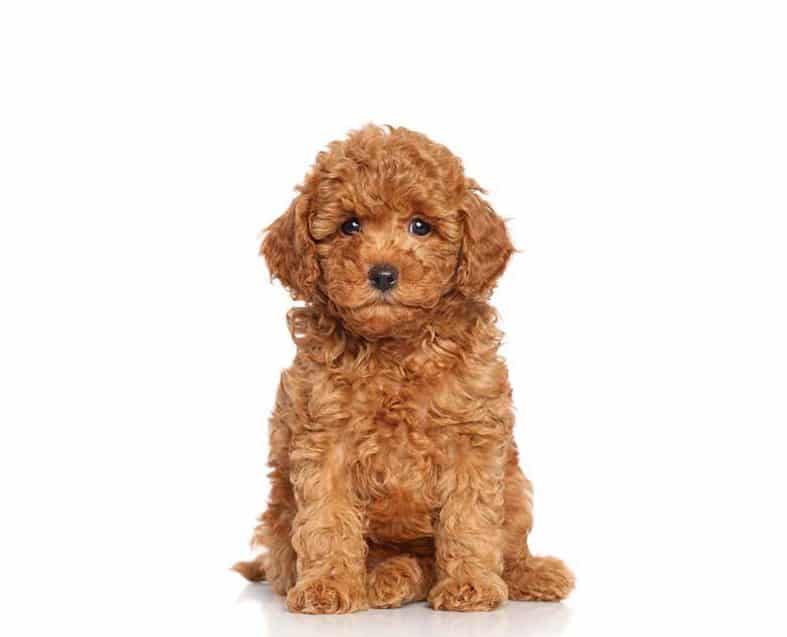 Miniature Goldendoodle puppies for sale