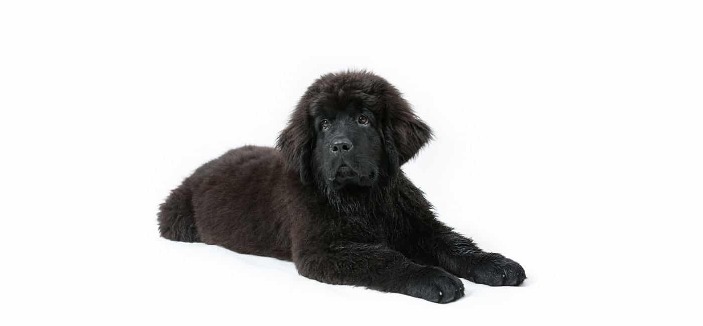 Newfoundland puppies for sale
