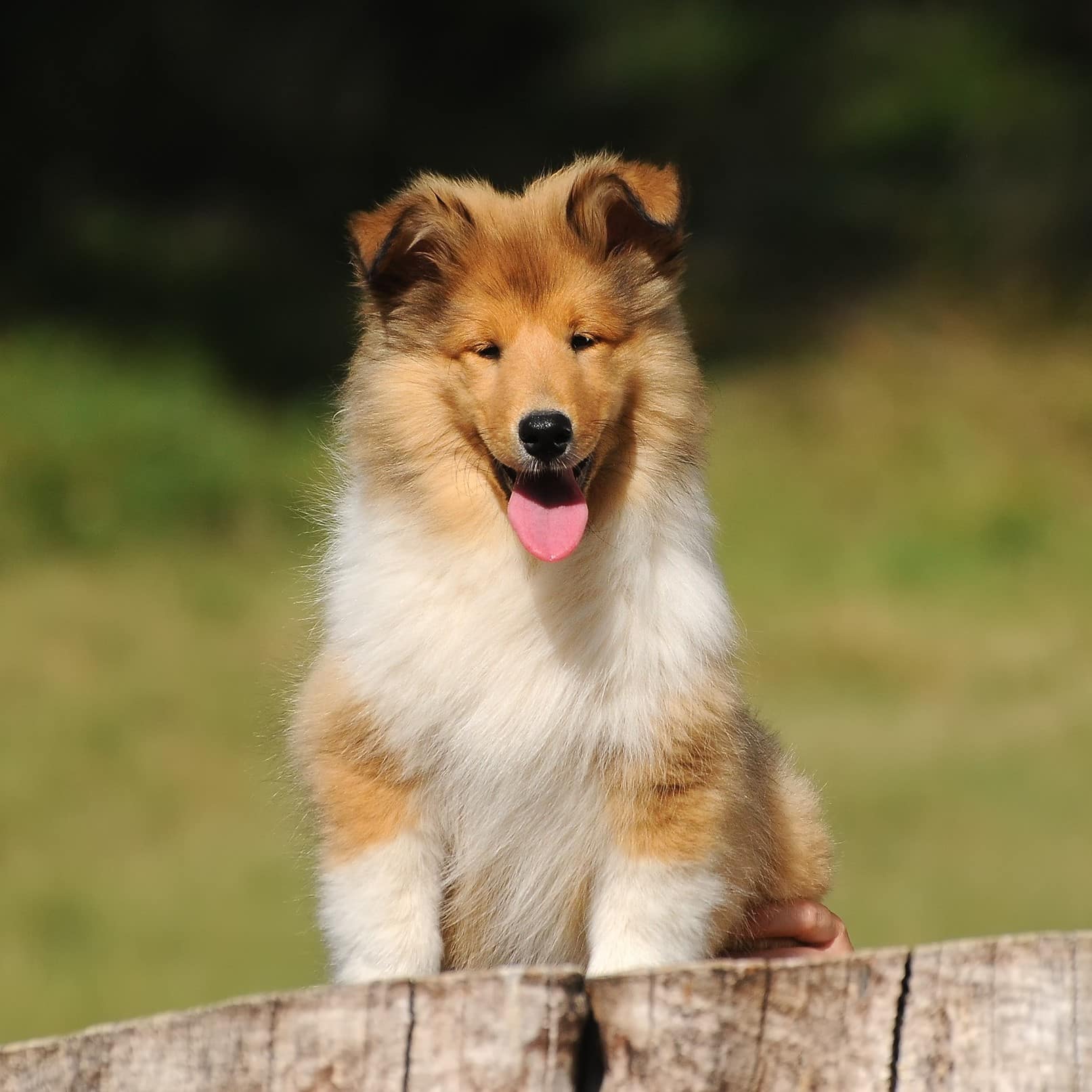rough collie puppies for sale vic
