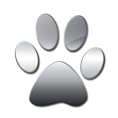 Beabull puppies for sale