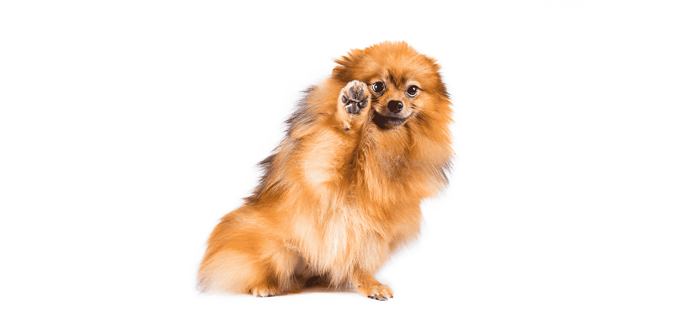 Pomeranian puppies for sale