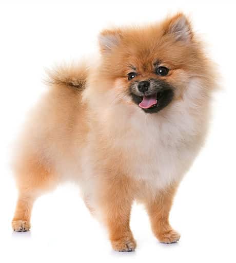 sample photo of Pomeranian puppies for sale