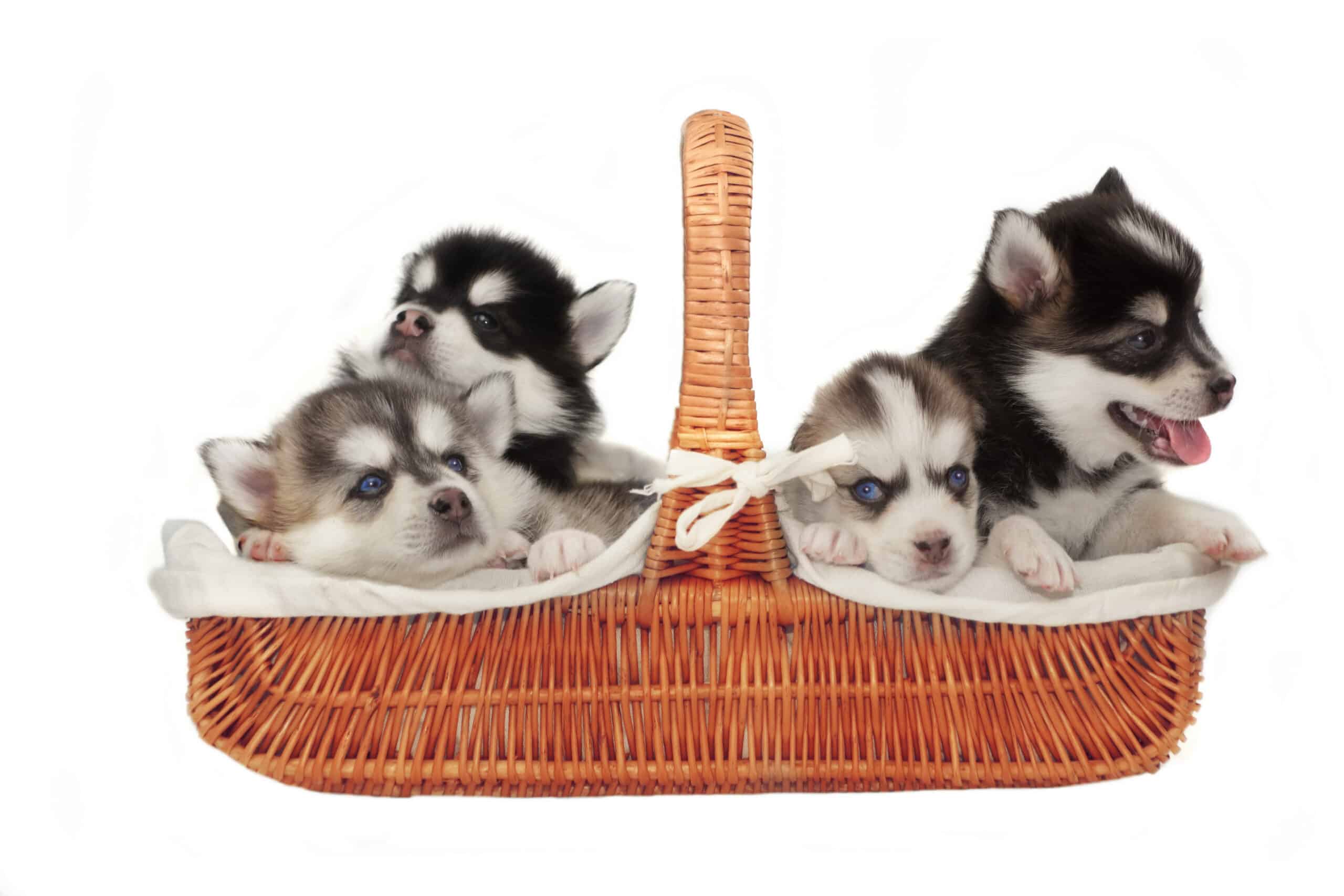 Pomsky puppies for sale