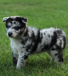 sample photo of Pomsky puppies for sale
