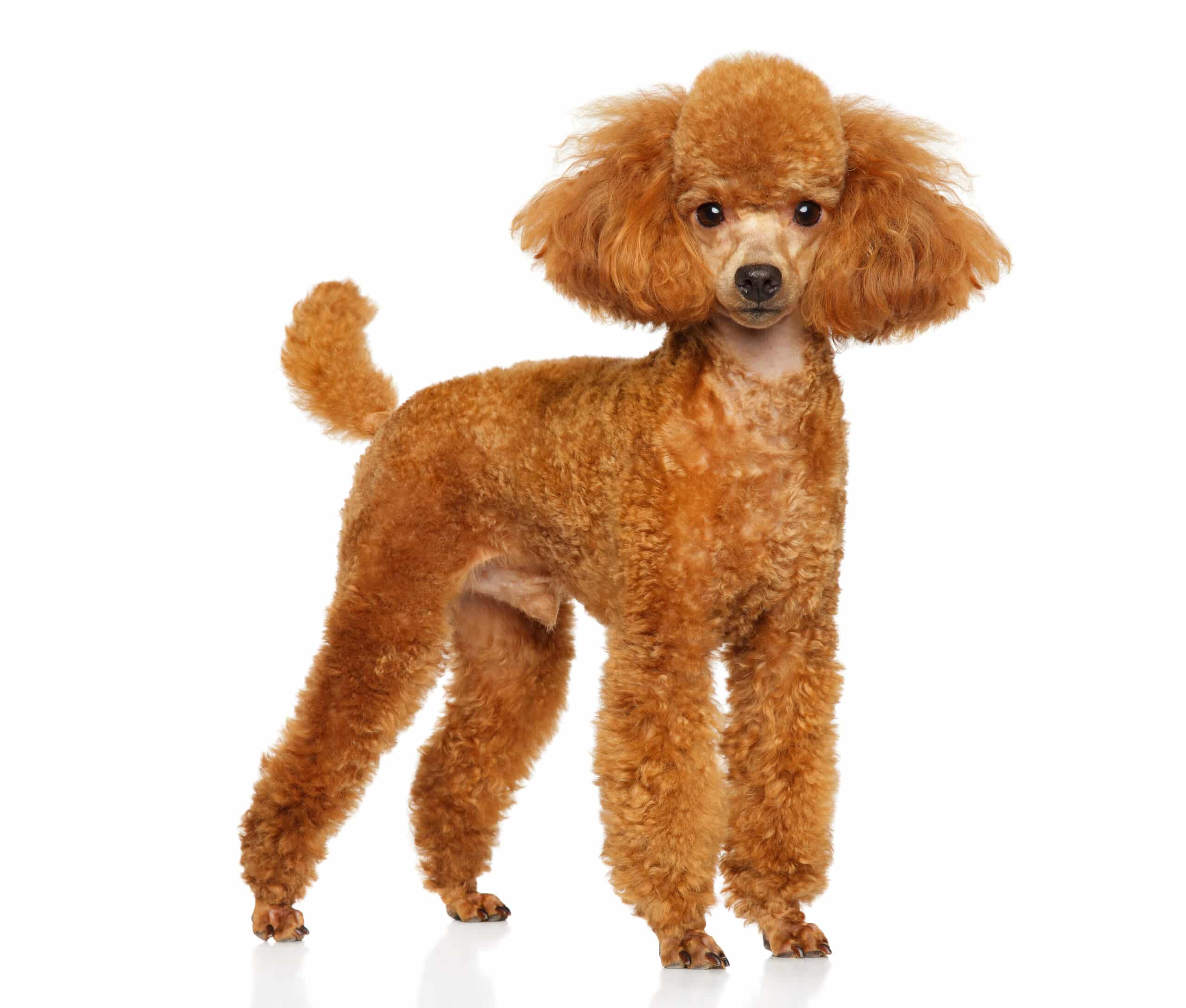 Are Poodles Easy To Housebreak
