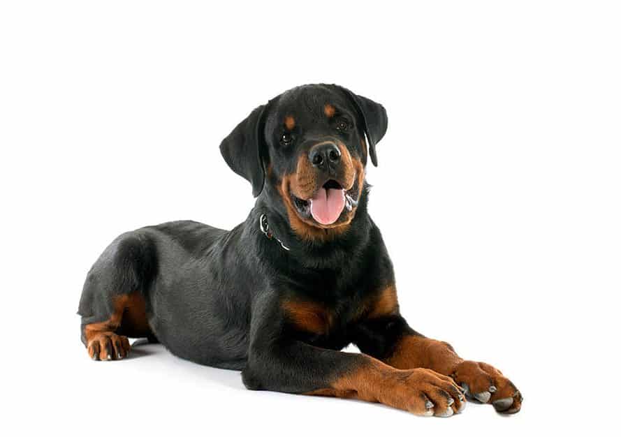 Rottweiler puppies for sale