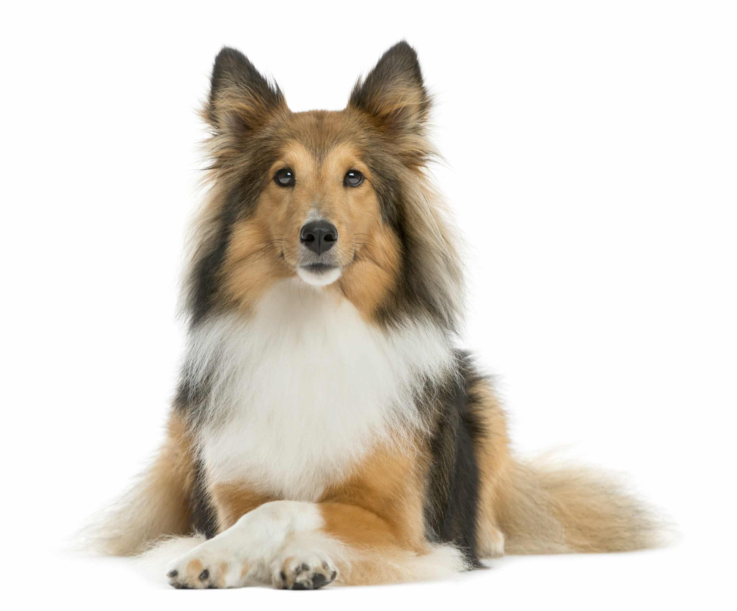 Shetland Sheepdog puppies for sale