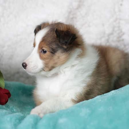sample photo of Shetland Sheepdog puppies for sale