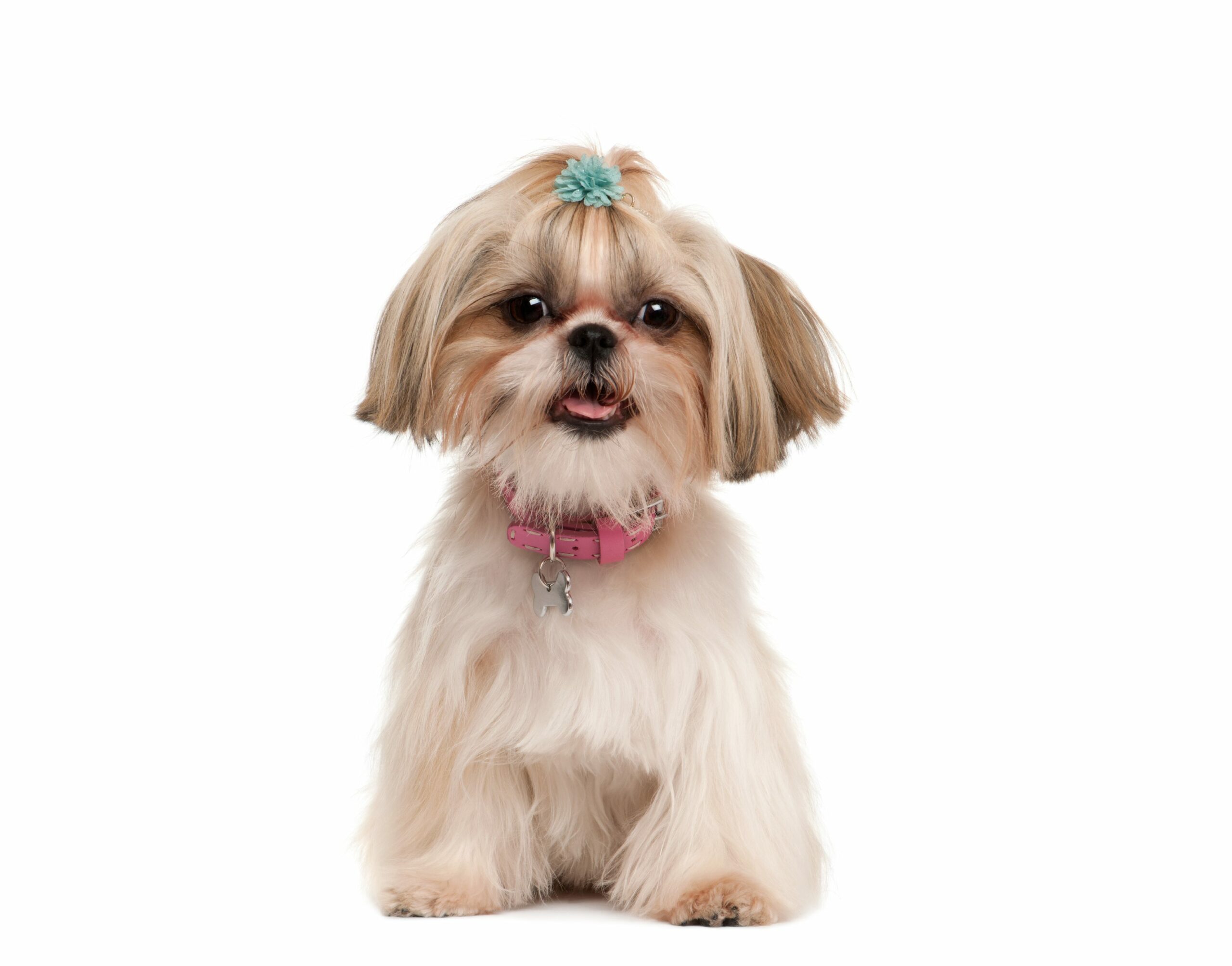 Shih-tzu puppies for sale