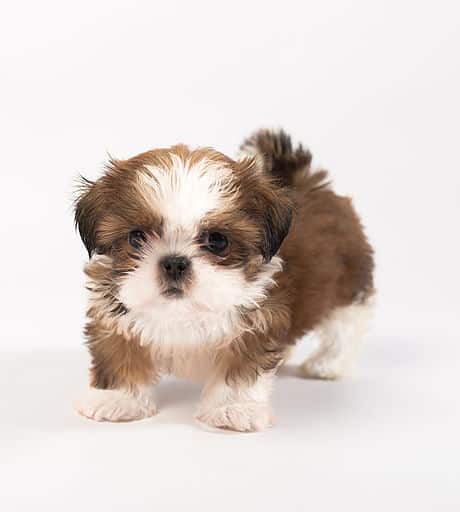sample photo of Shih-tzu puppies for sale