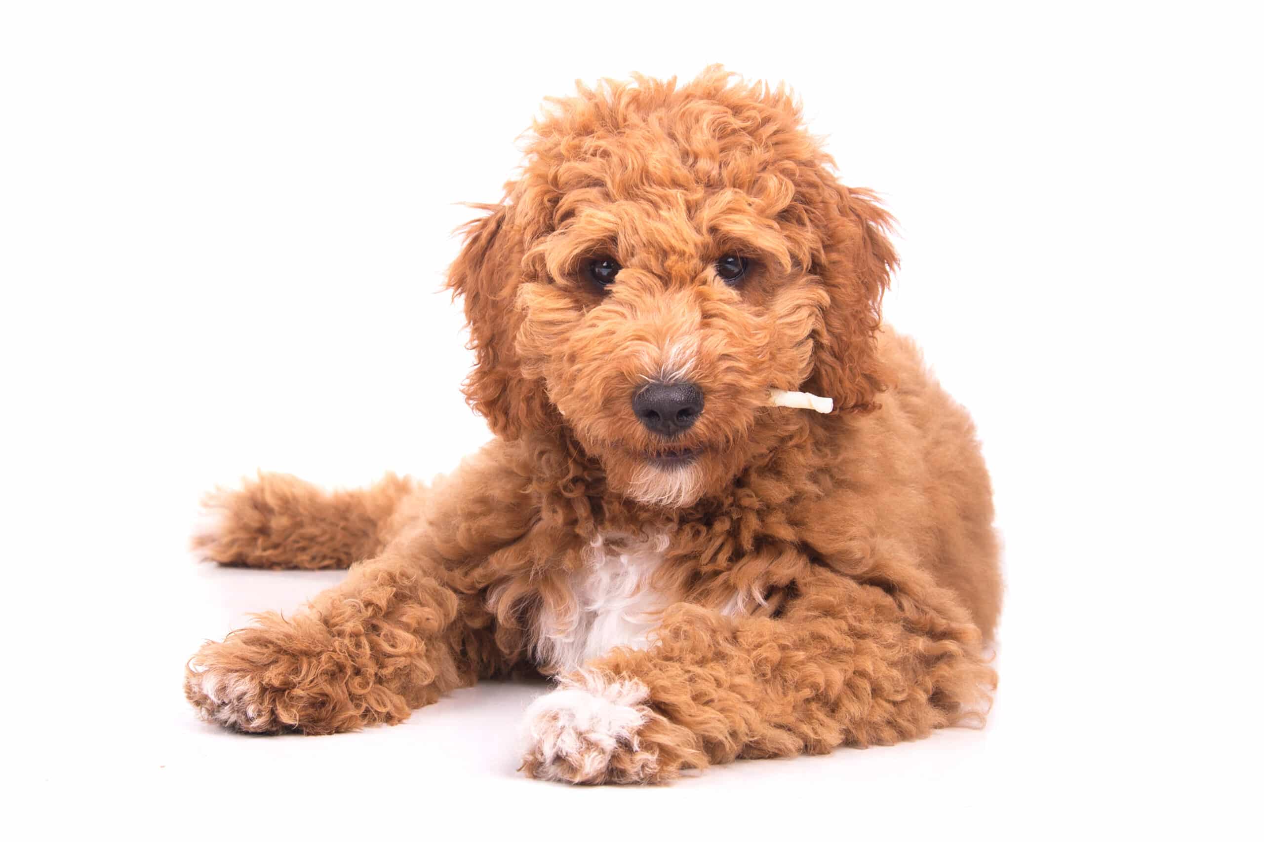 Irish Doodle puppies for sale