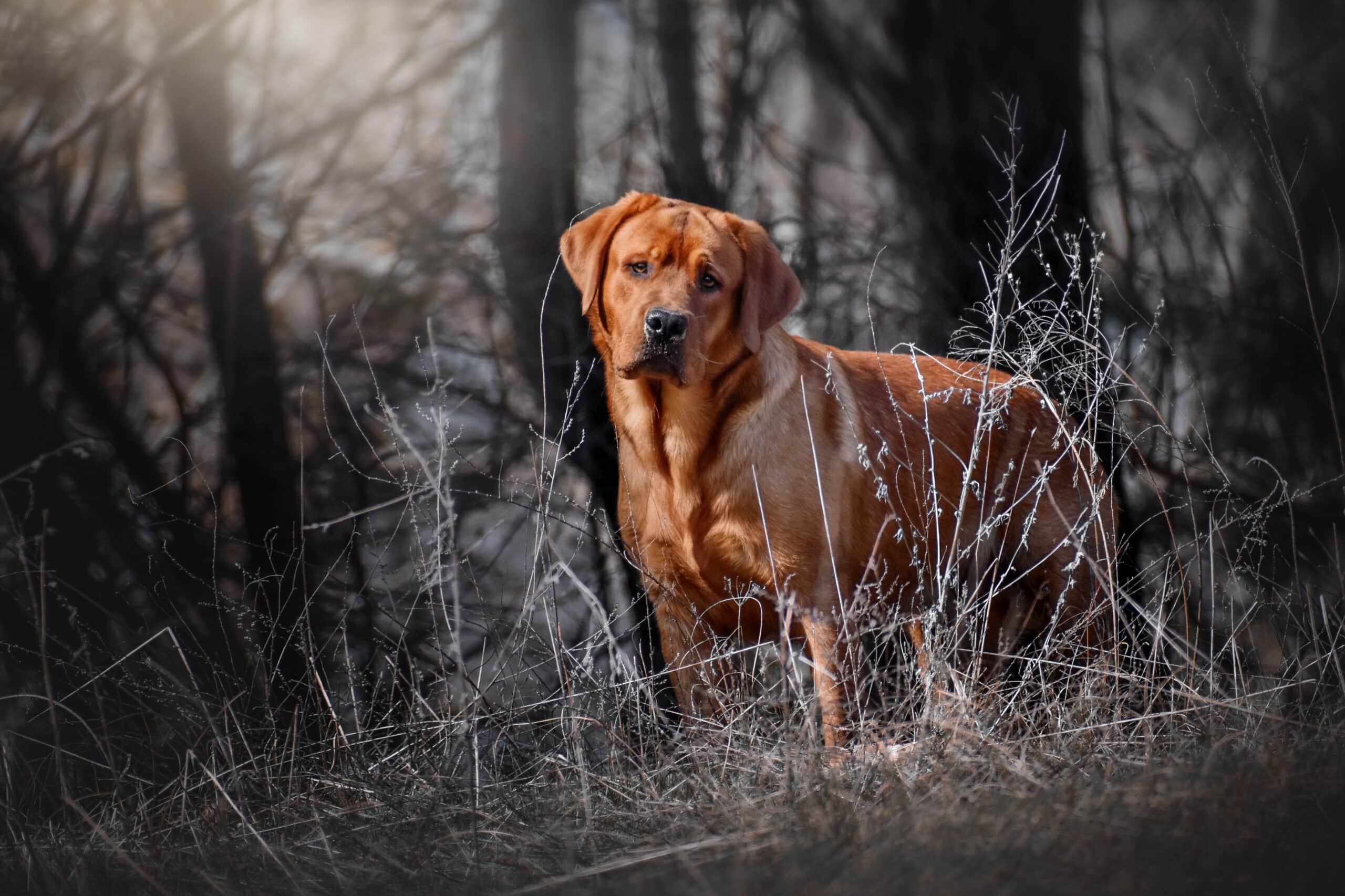 Fox Red Labrador Retriever puppies for sale