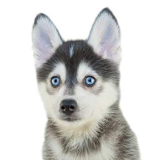 sample photo of Siberian Husky puppies for sale