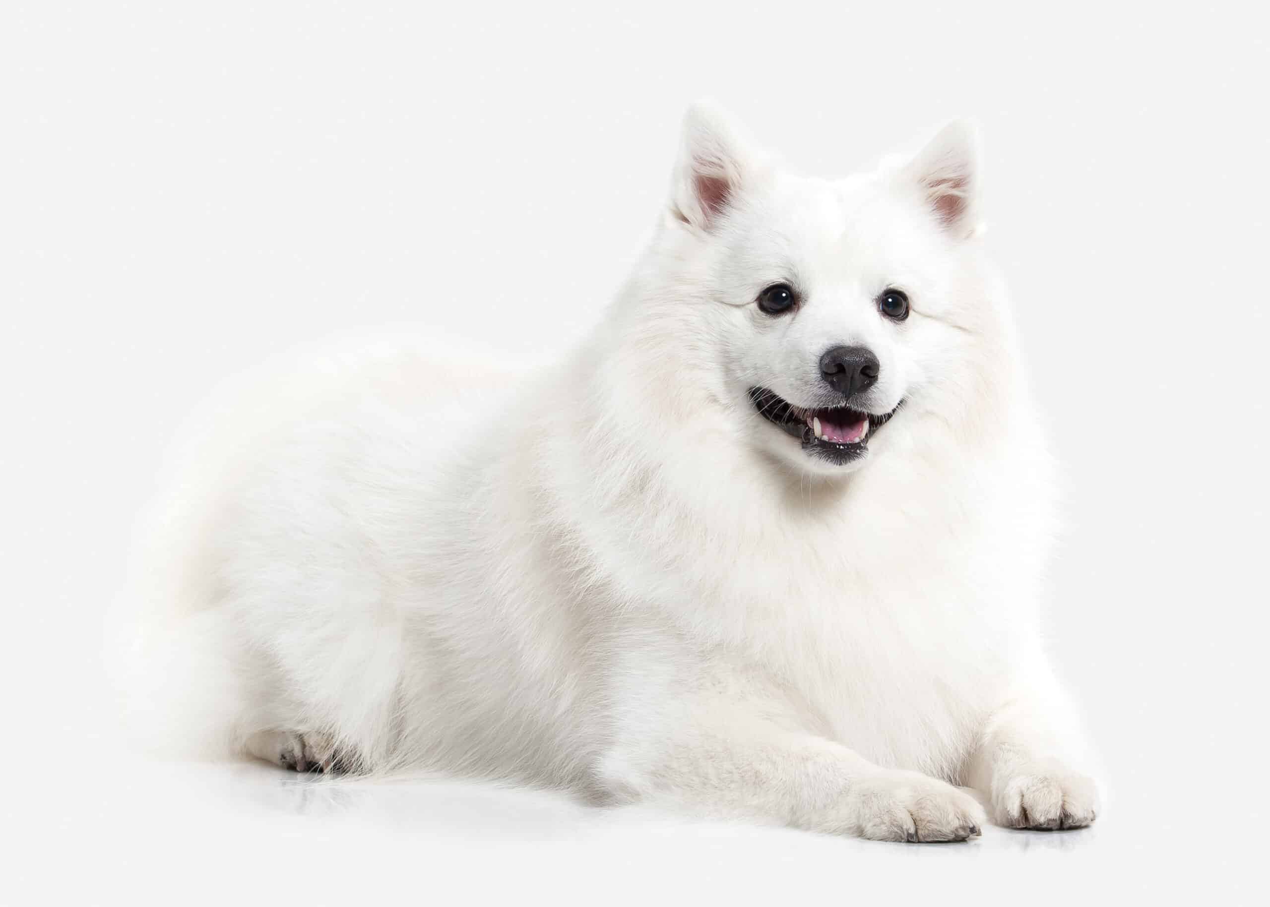 Spitz puppies for sale