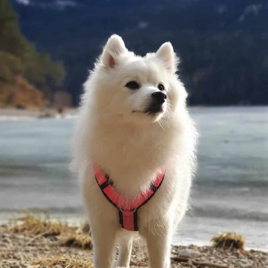 sample photo of Spitz puppies for sale