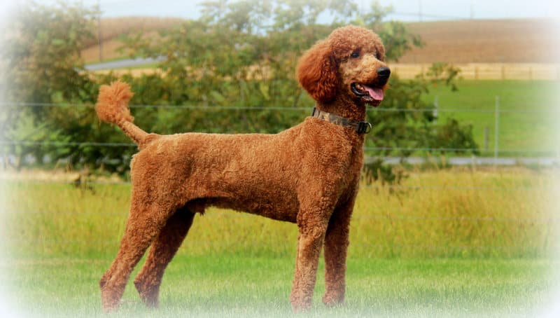 Standard Poodle puppies for sale