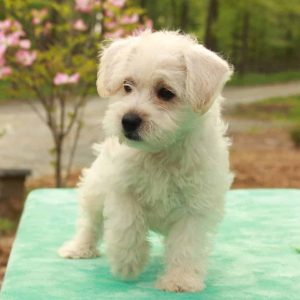 Westiepoo