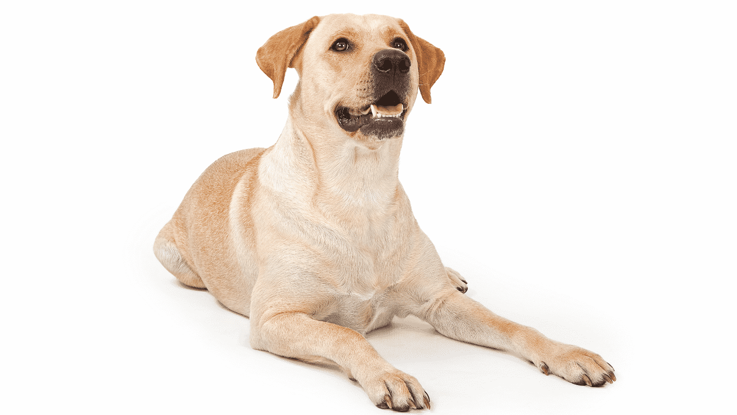 Yellow Labrador Retriever puppies for sale