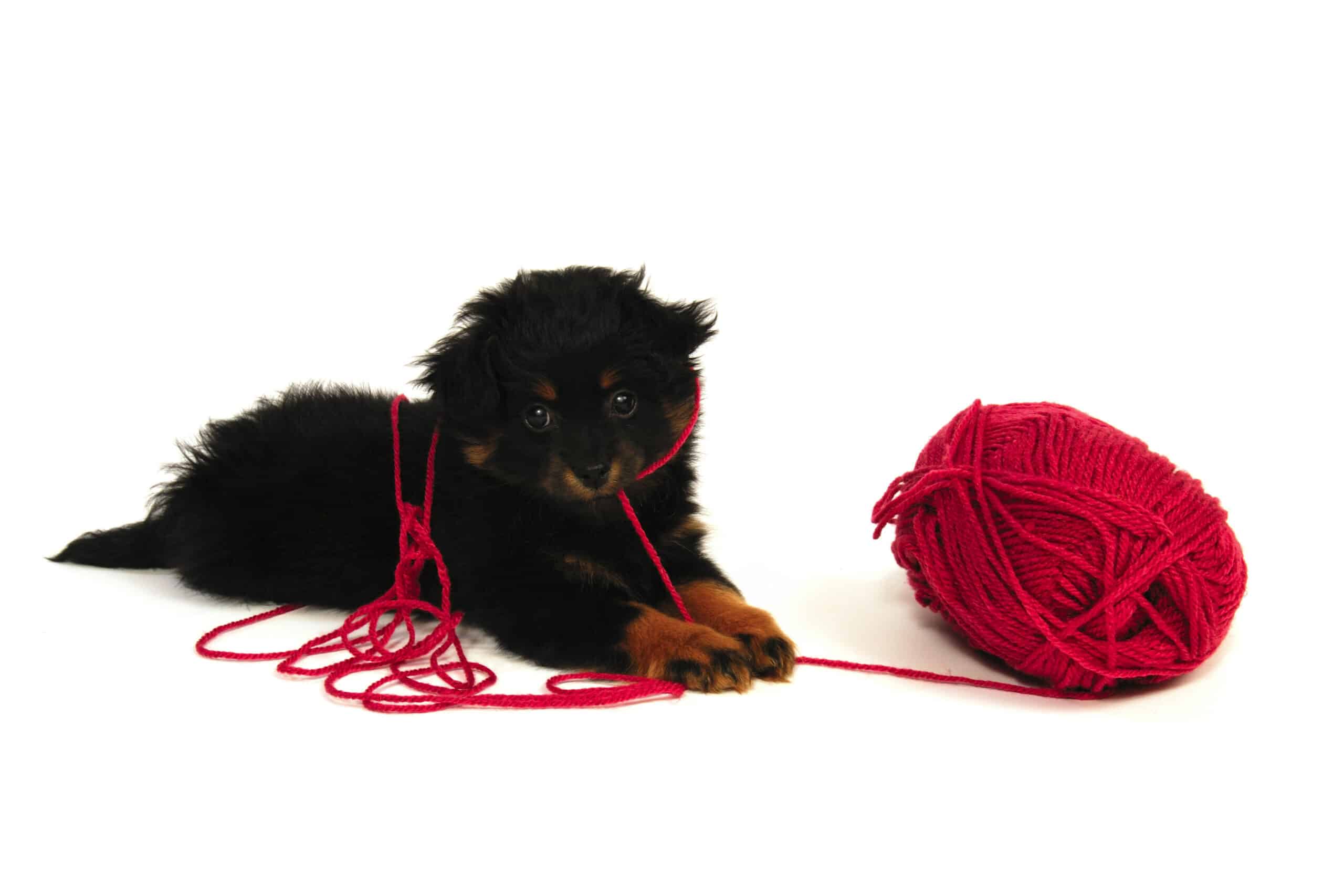 Yorkie Poo puppies for sale
