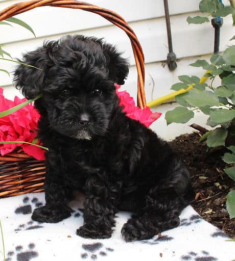 sample photo of Yorkie Poo puppies for sale