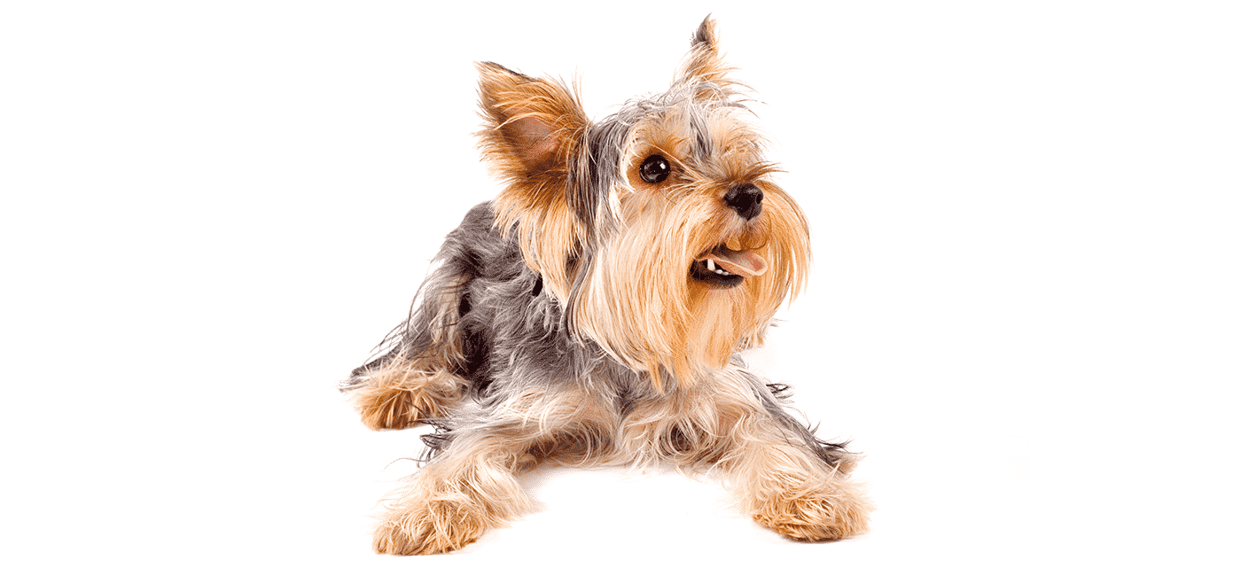 Yorkshire Terrier puppies for sale