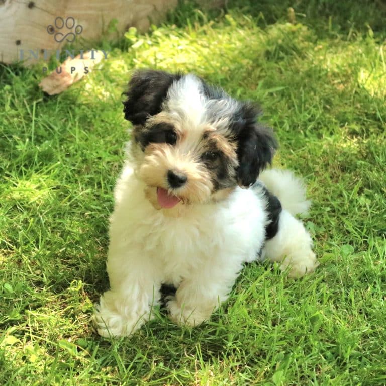 Biewer Terrier Puppies For Sale • Adopt Your Puppy Today • Infinity Pups