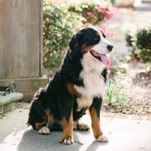 Ivy – Mix's father, a Bernese Mountain Dog