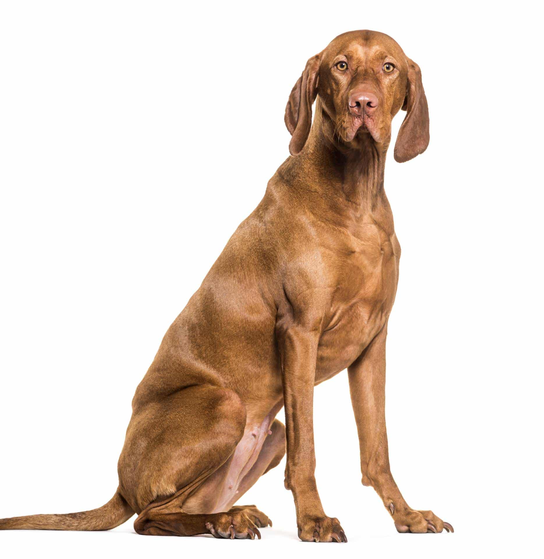Vizsla puppies for sale