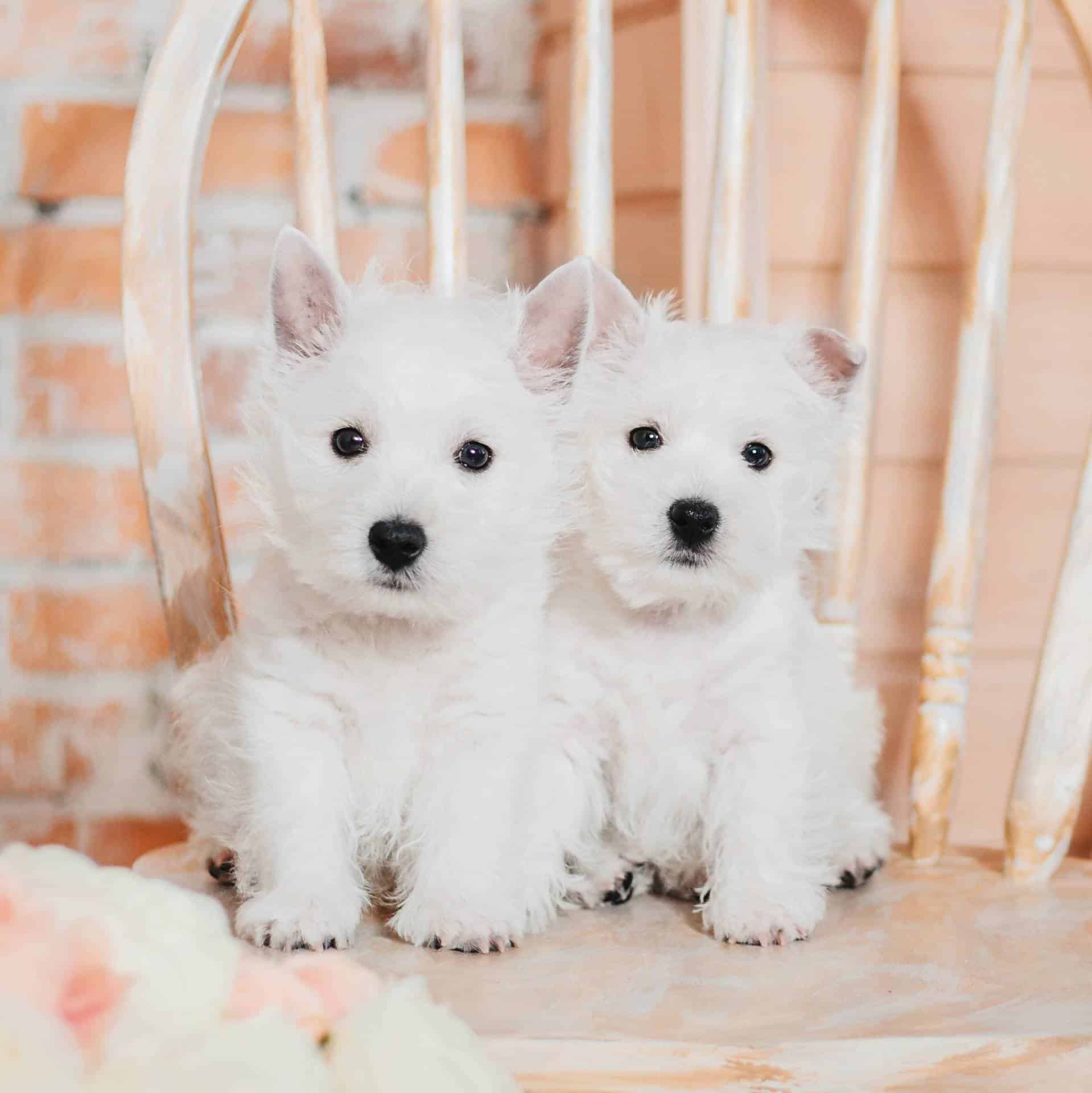 sample photo of West Highland Terrier puppies for sale