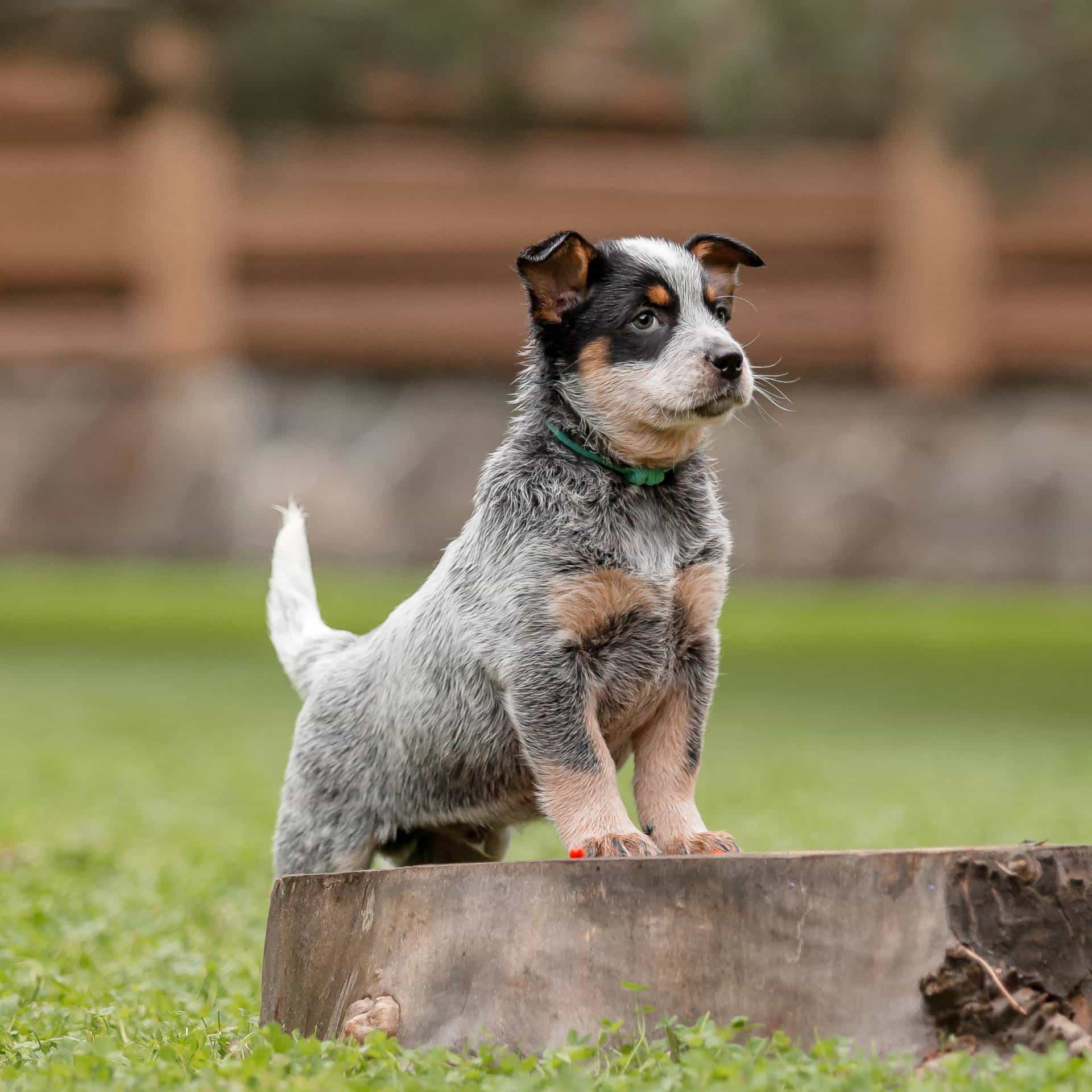 sample photo of Australian Cattledog / Heeler puppies for sale