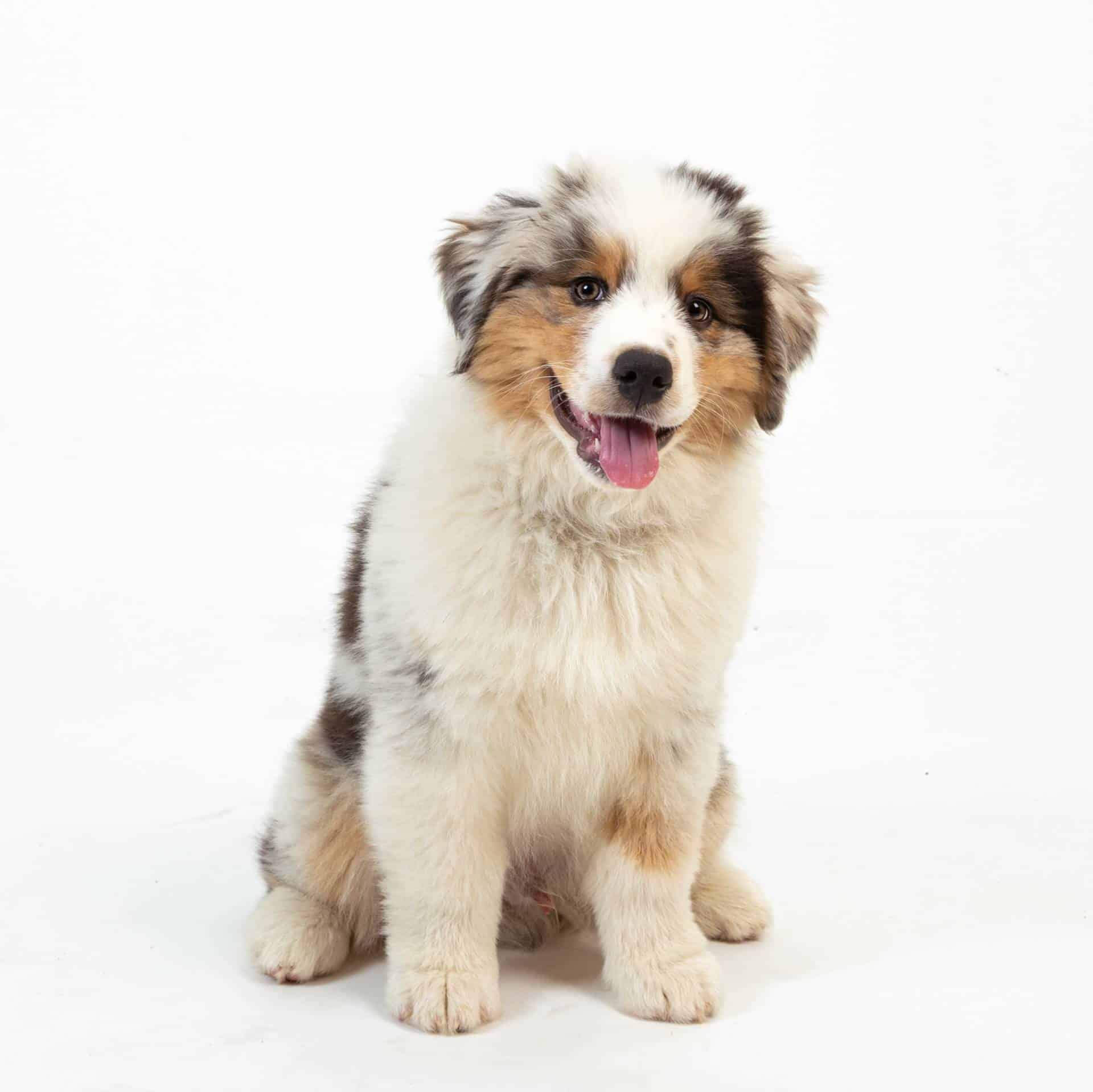 what is the lifespan of a mini australian shepherd