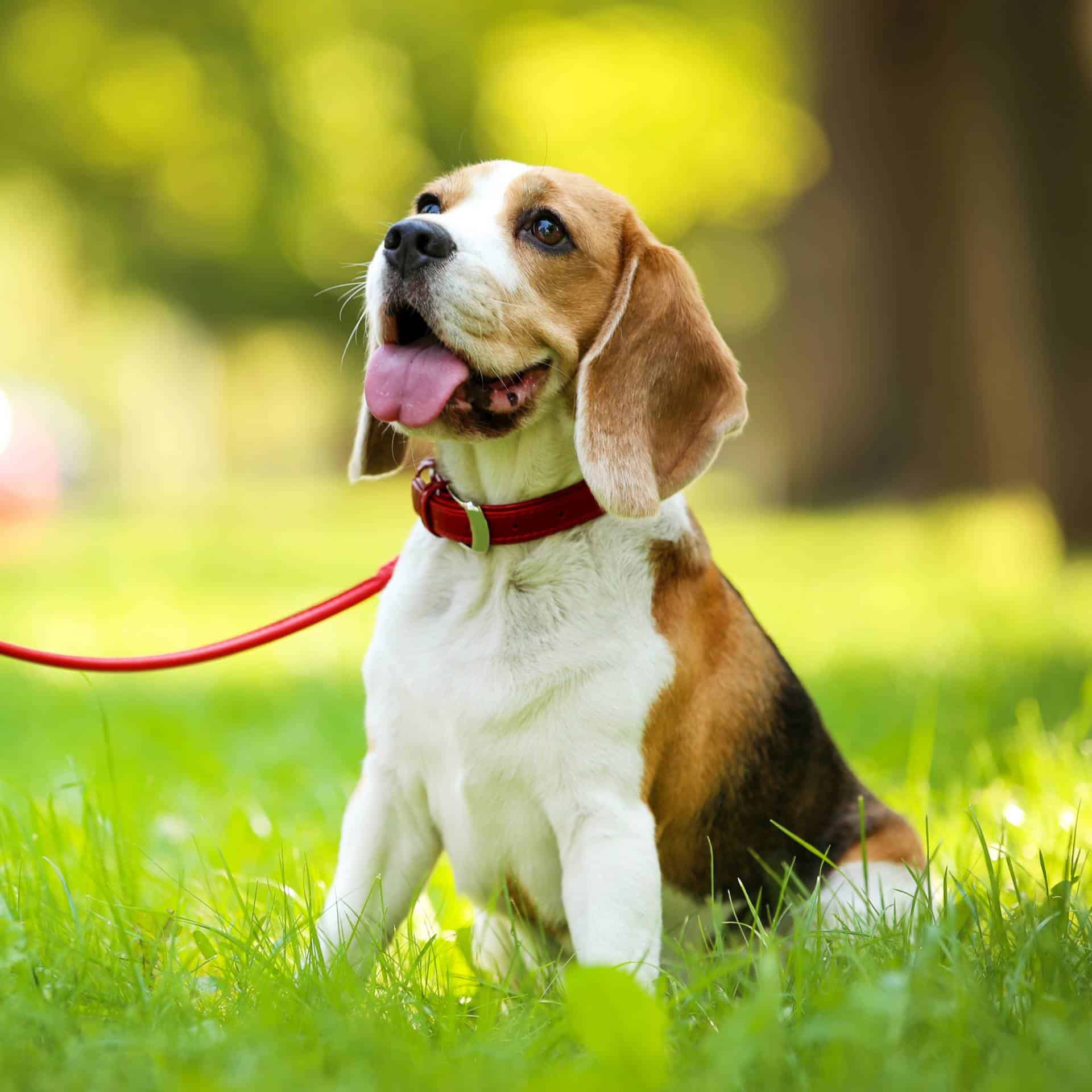 sample photo of Beagle puppies for sale